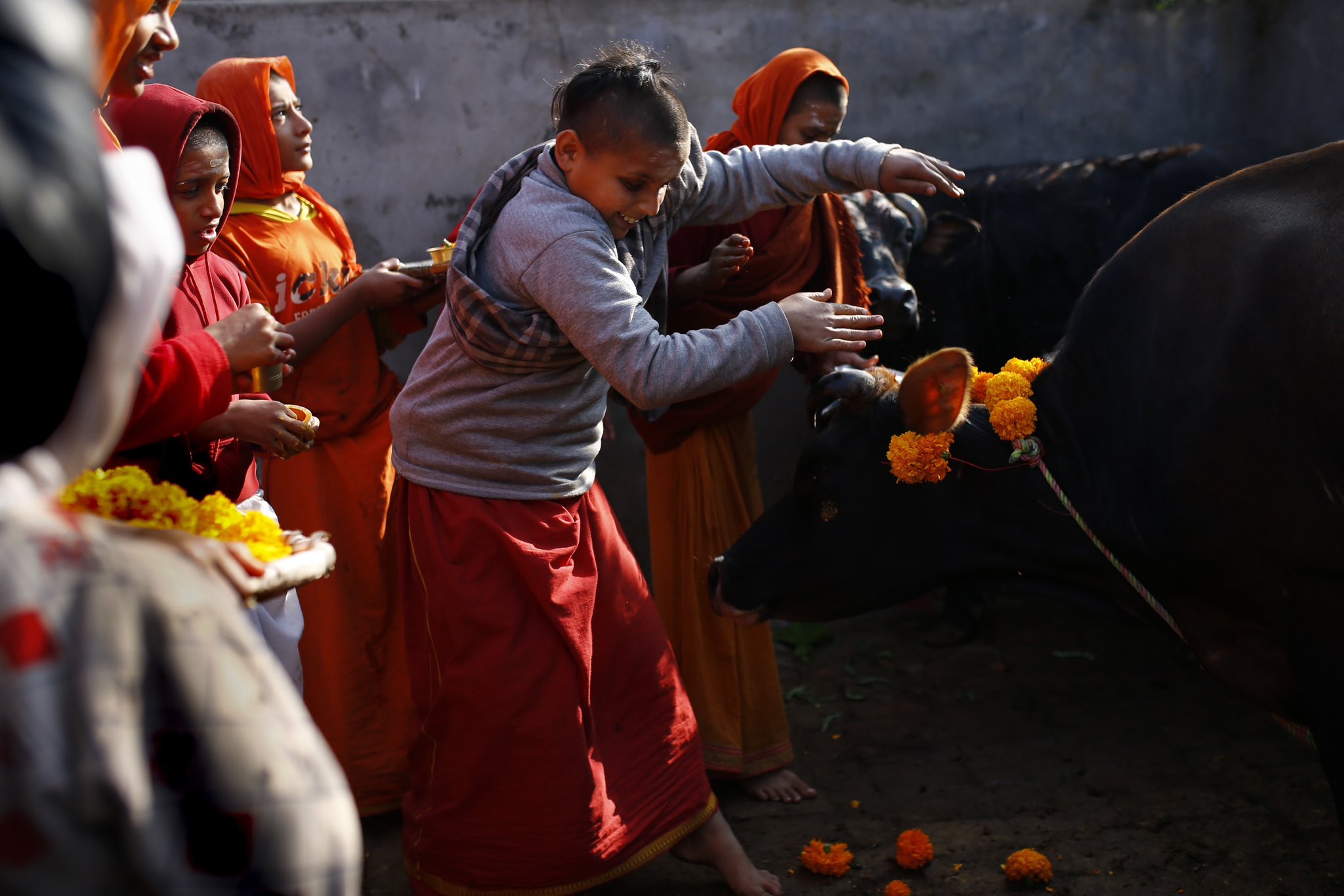 तिहारको चौथो दिन आज गाई पूजा